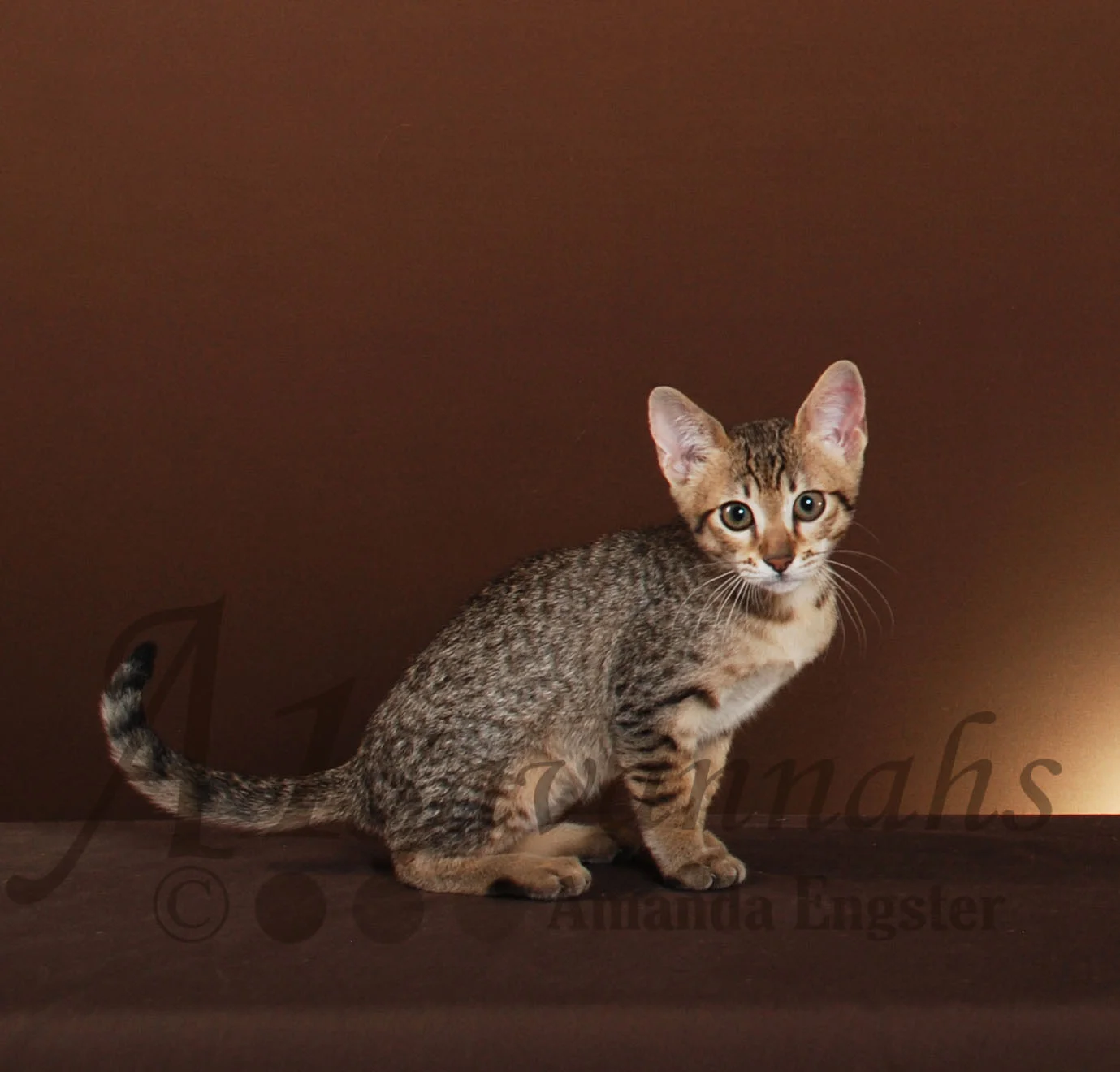 A1Savannahs Amaila SBT Female Savannah Kitten
