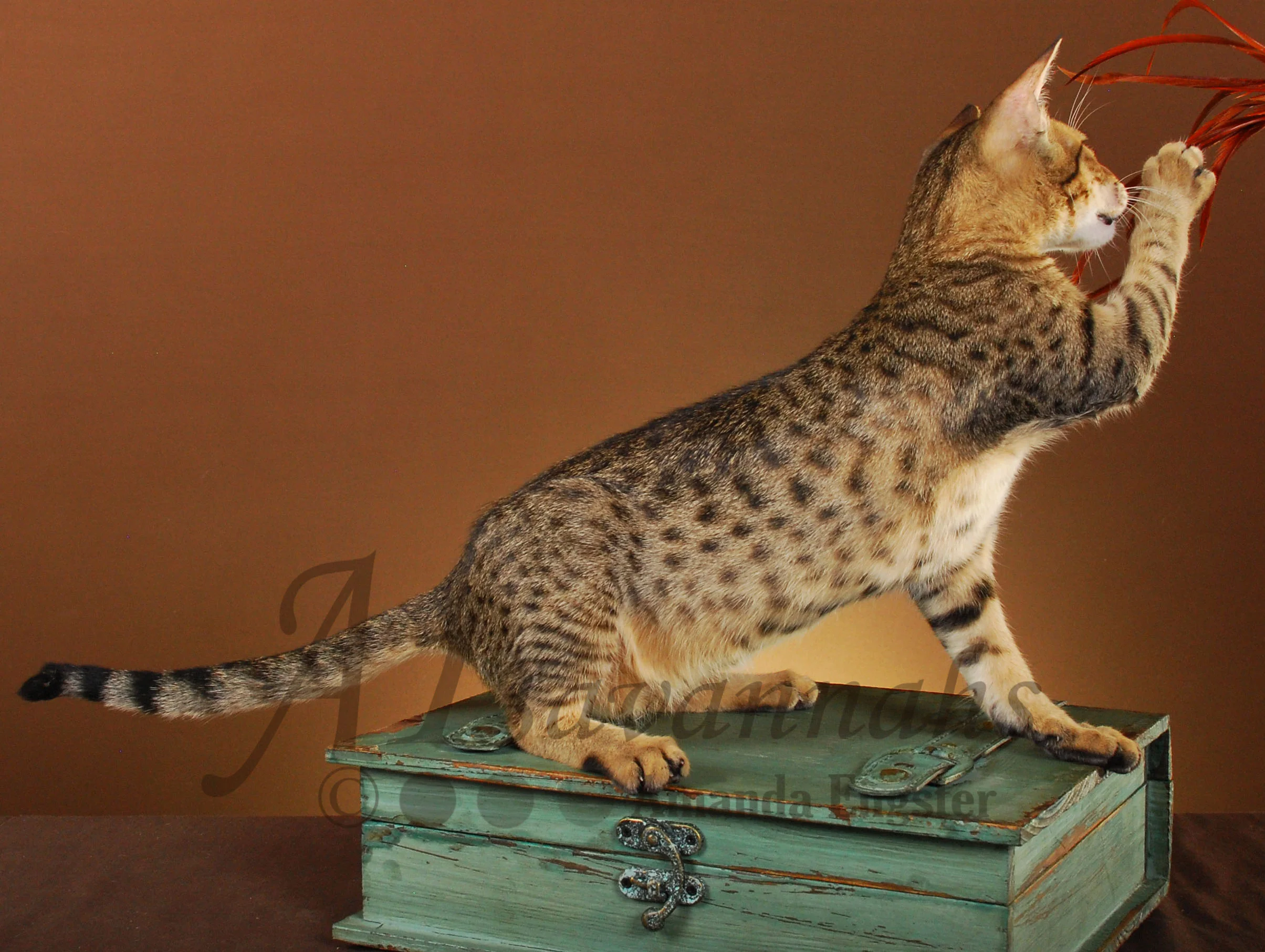 A1Savannahs Amaila SBT Female Savannah Kitten
