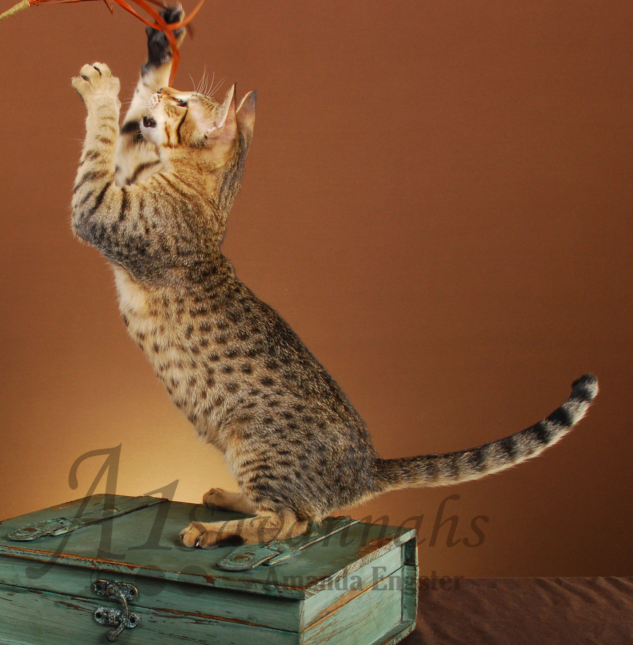 A1Savannahs Amaila SBT Female Savannah Kitten