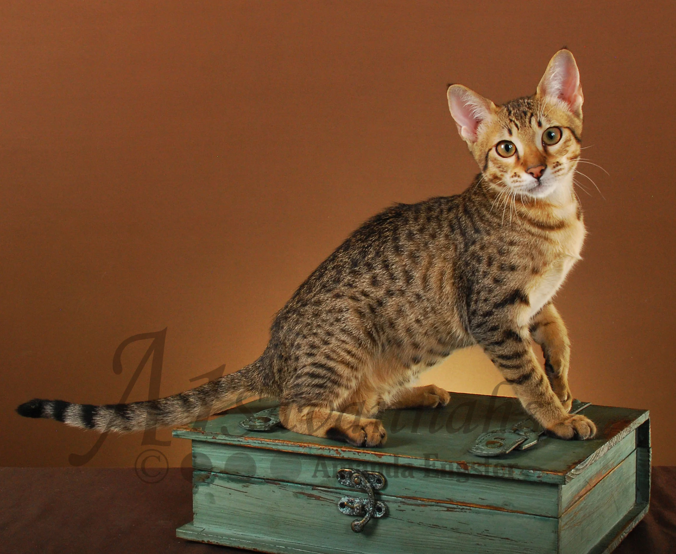 A1Savannahs Amaila SBT Female Savannah Kitten