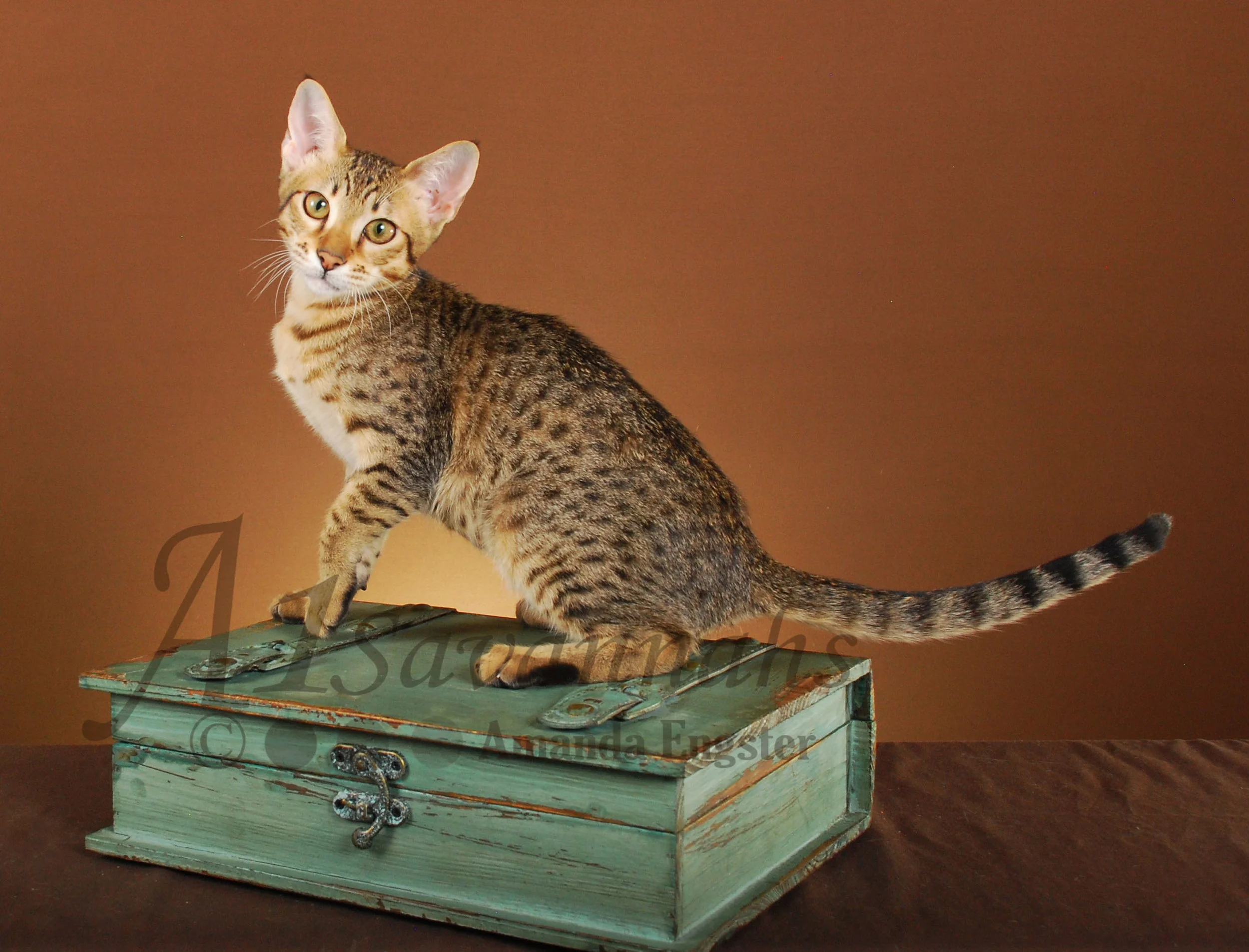 A1Savannahs Amaila SBT Female Savannah Kitten
