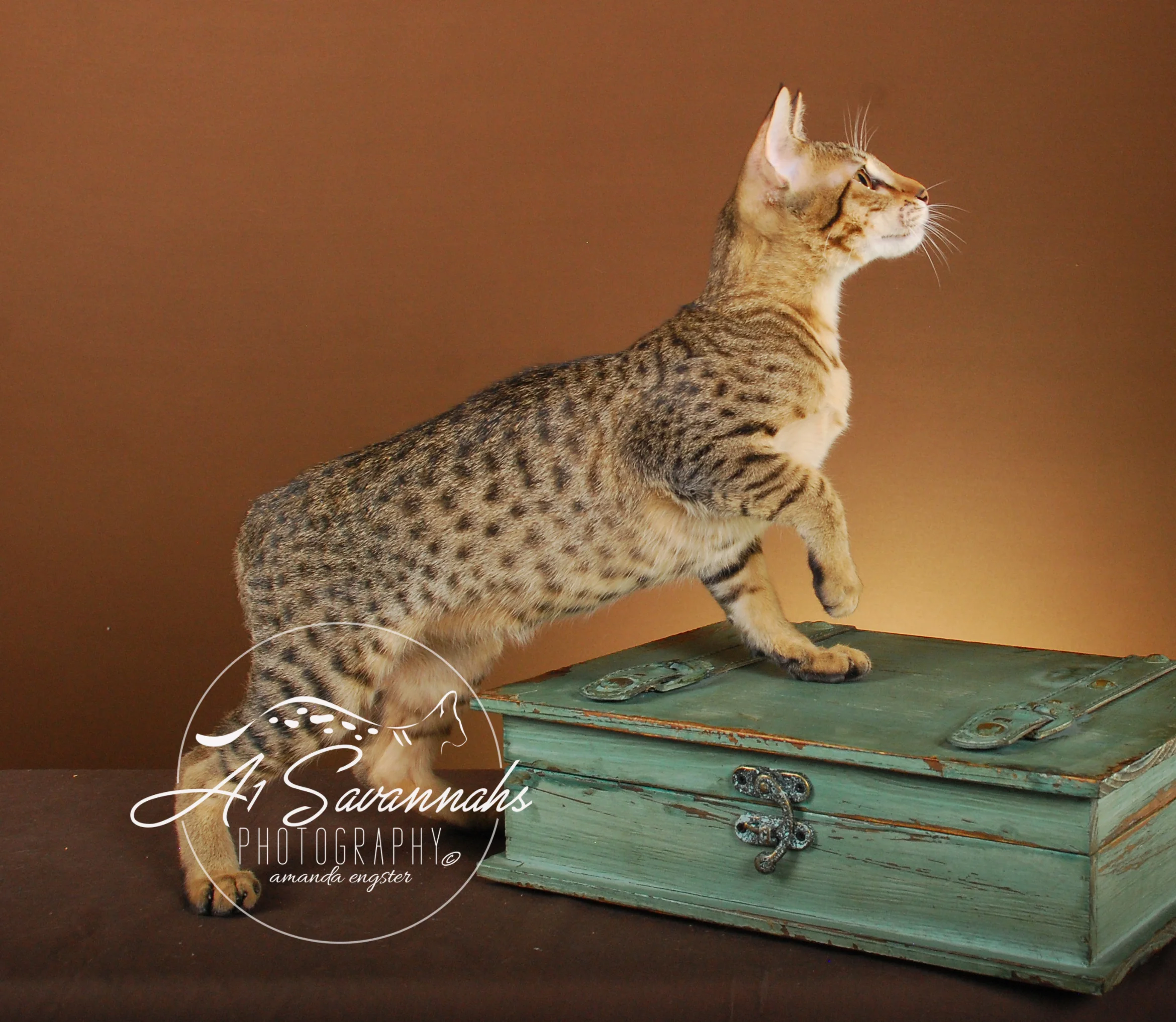 A1Savannahs Amaila SBT Female Savannah Kitten