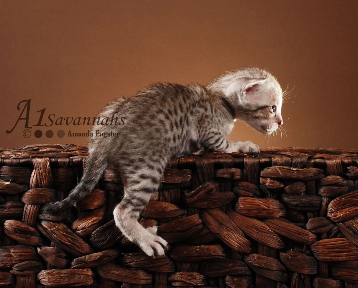 A1Savannahs Emett SBT Male Savannah Kitten