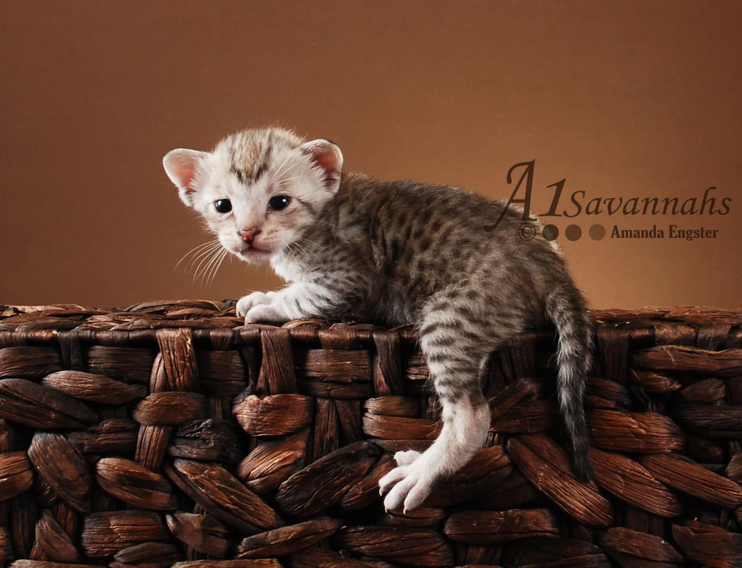 A1Savannahs Emett SBT Male Savannah Kitten