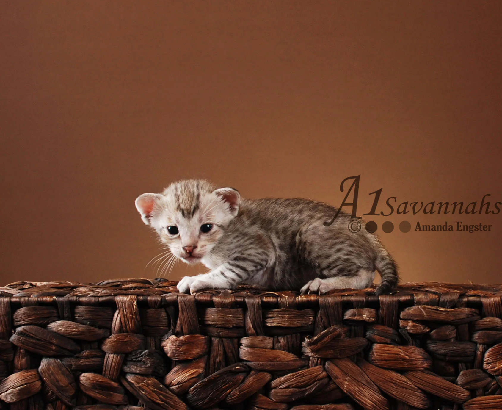A1Savannahs Emett SBT Male Savannah Kitten