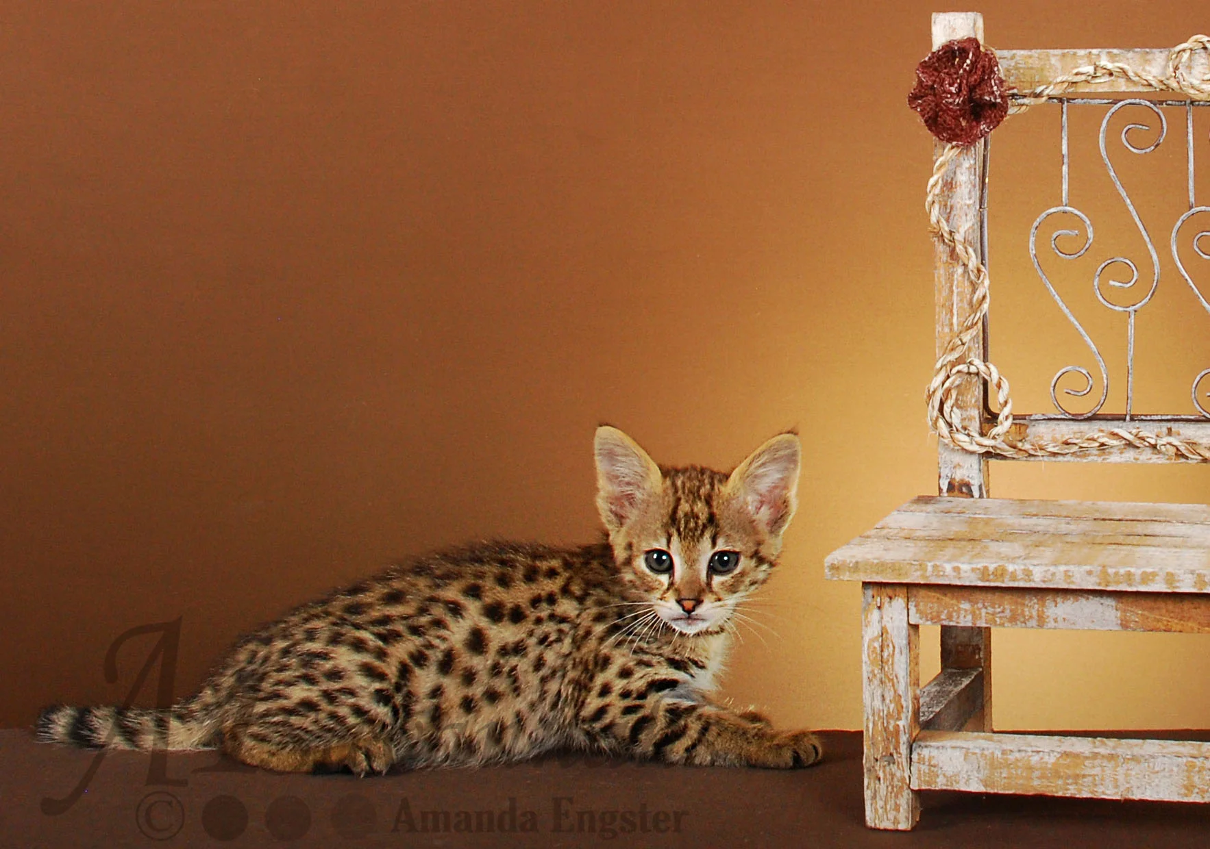 A1Savannahs Farrah F2 Female Savannah Kitten