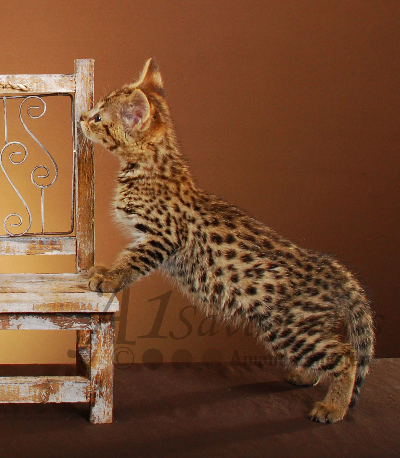 A1Savannahs Farrah F2 Female Savannah Kitten