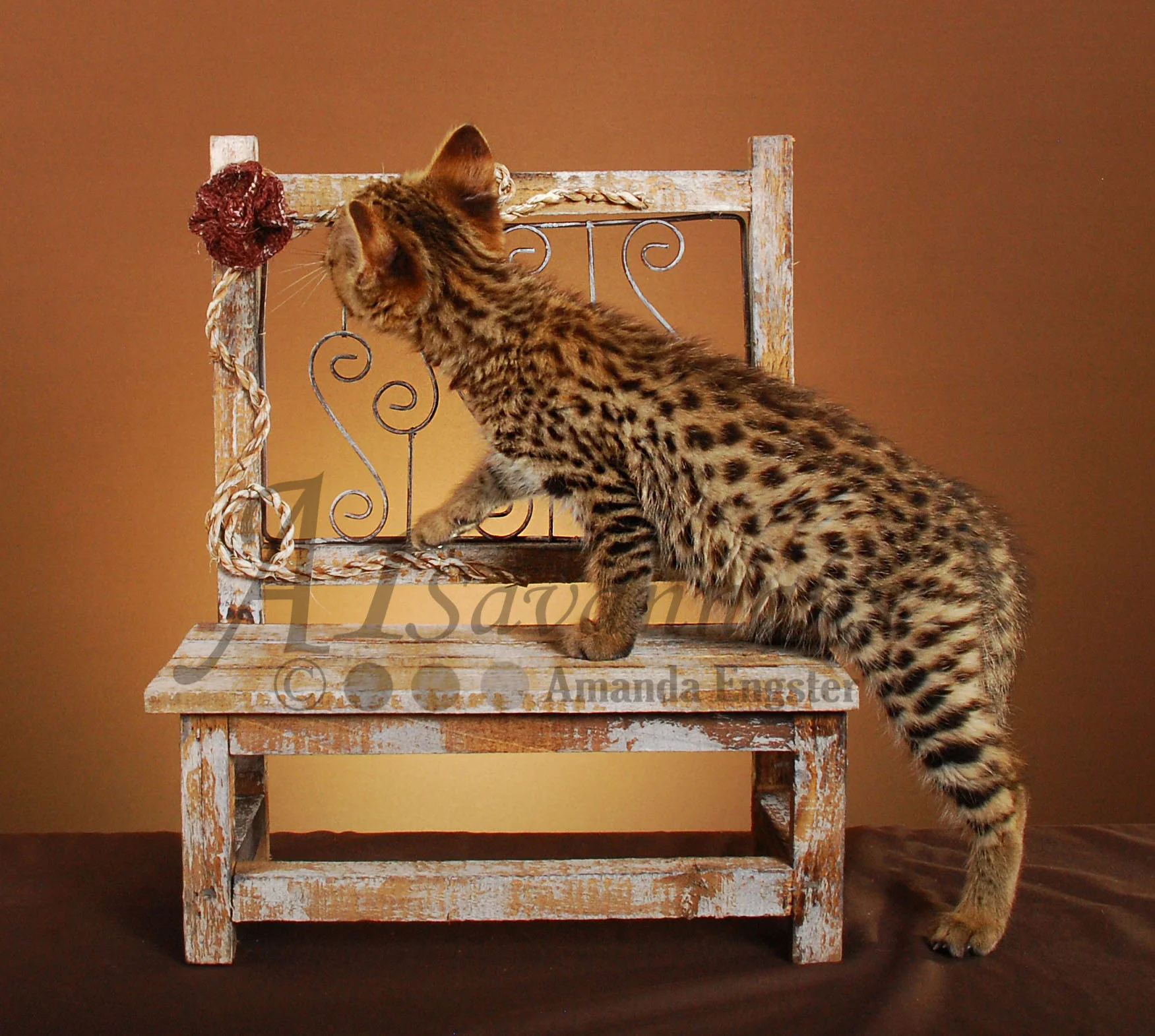 A1Savannahs Farrah F2 Female Savannah Kitten