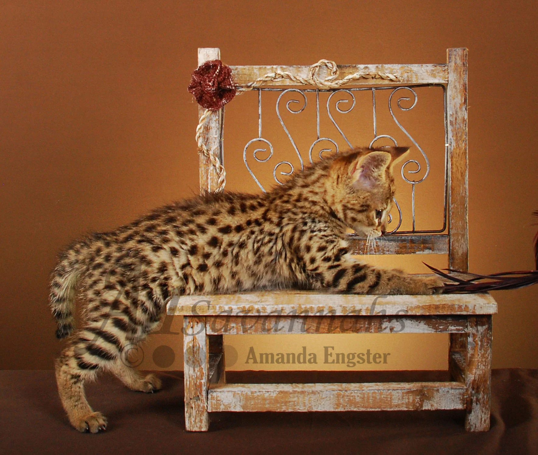 A1Savannahs Farrah F2 Female Savannah Kitten
