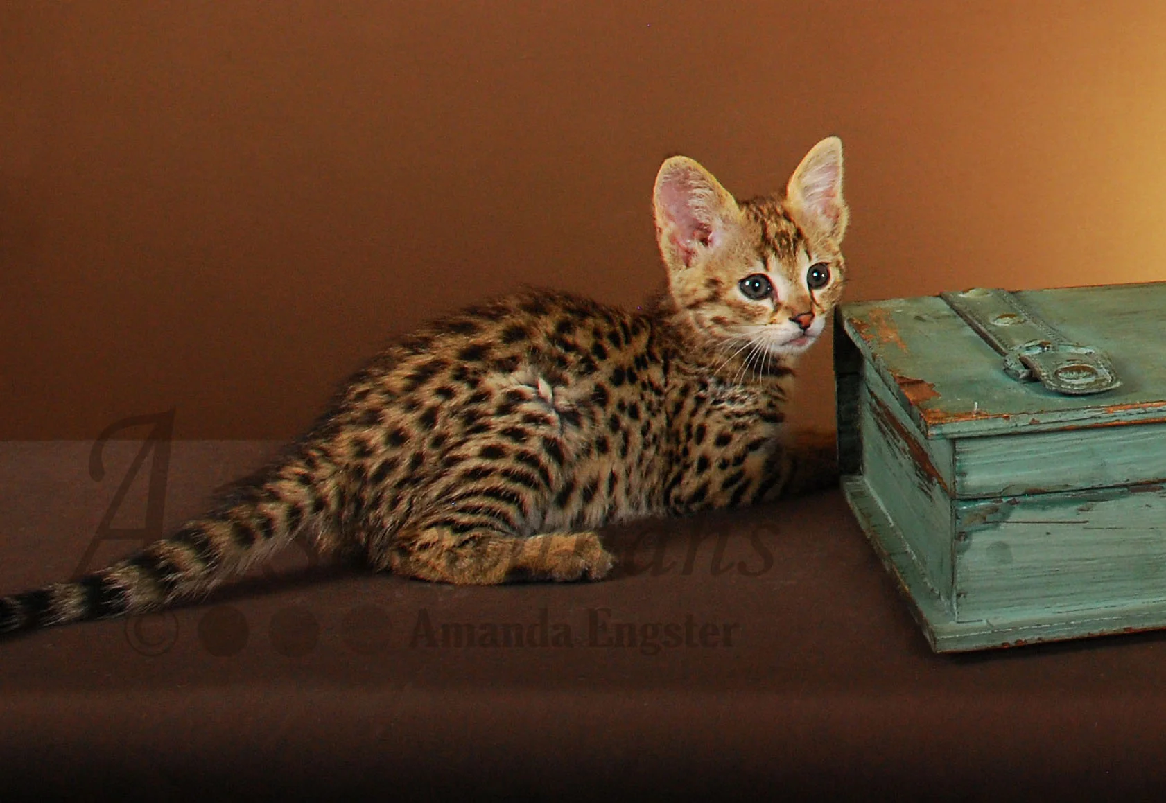 A1Savannahs Farrah F2 Female Savannah Kitten
