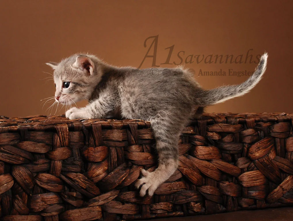 A1Savannahs Abbi F5 Female Savannah Kitten