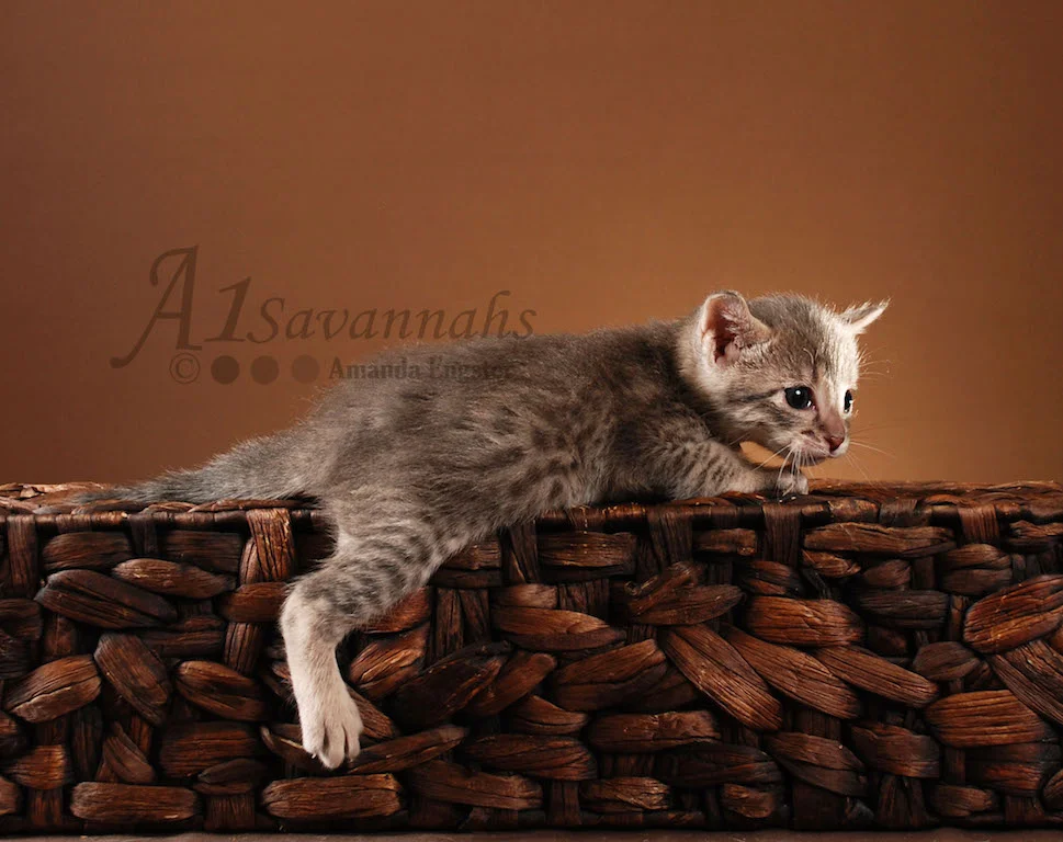 A1Savannahs Abbi F5 Female Savannah Kitten
