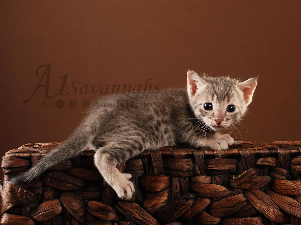 A1Savannahs Abbi F5 Female Savannah Kitten