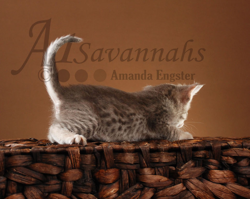 A1Savannahs Abbi F5 Female Savannah Kitten
