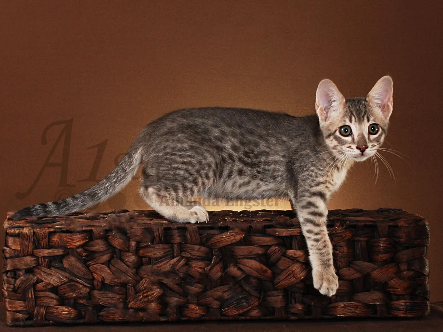 A1Savannahs Abbi F5 Female Savannah Kitten