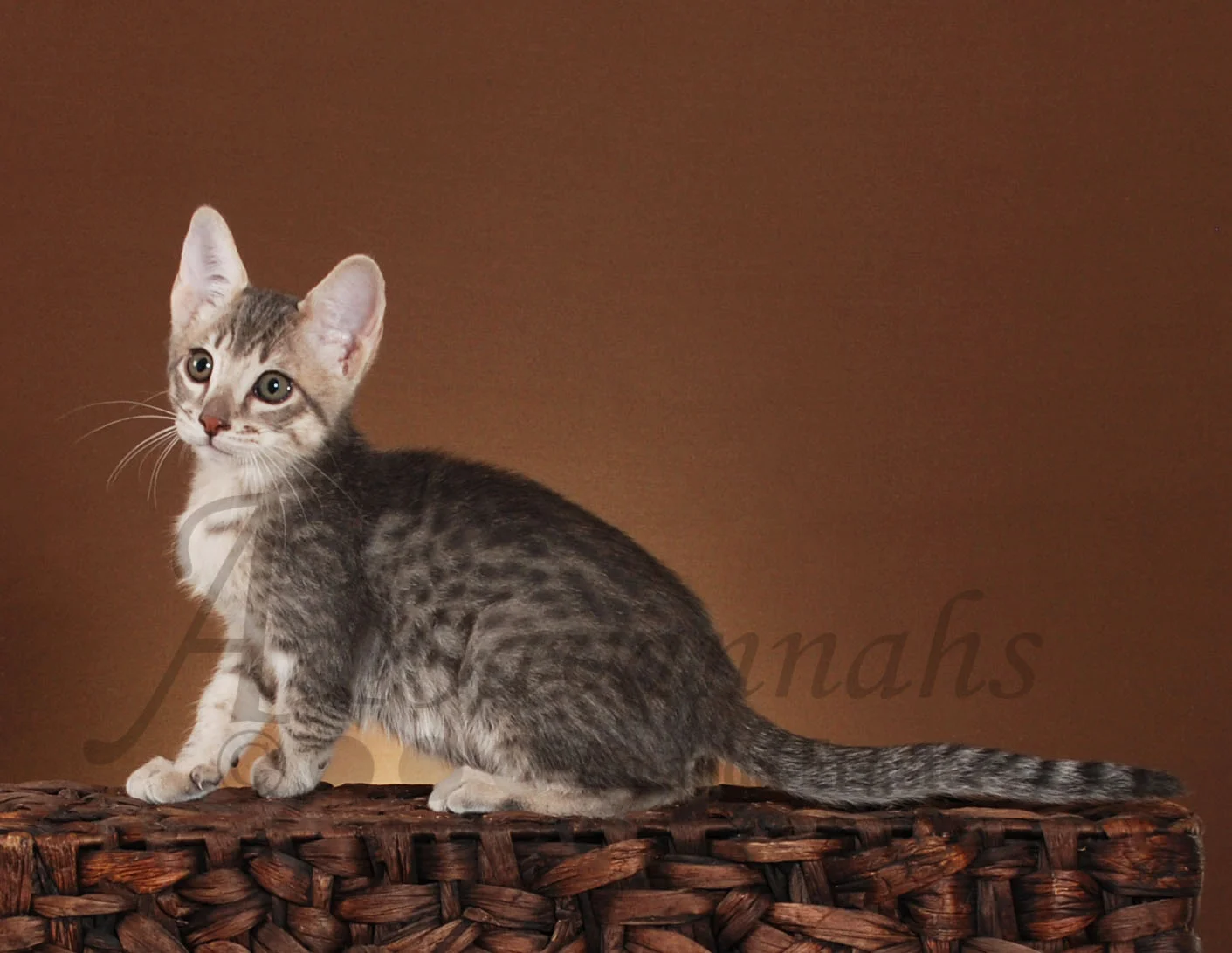 A1Savannahs Abbi F5 Female Savannah Kitten
