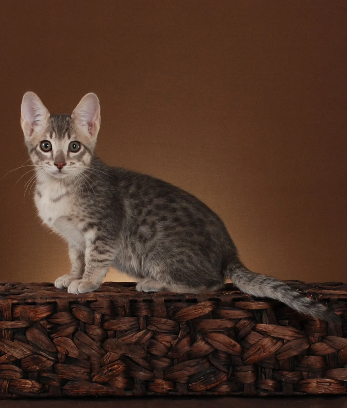 A1Savannahs Abbi F5 Female Savannah Kitten