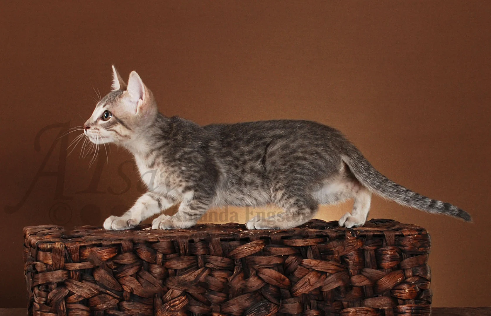 A1Savannahs Abbi F5 Female Savannah Kitten