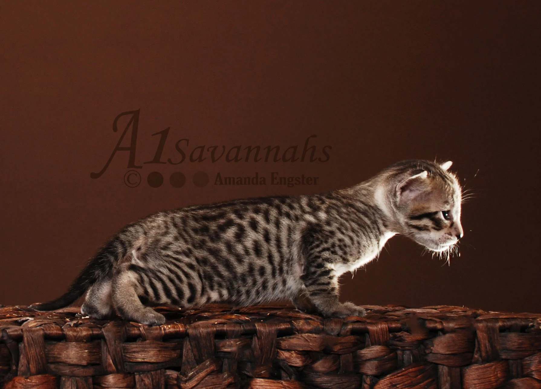 A1Savannahs Cabi F5 Female Savannah Kitten