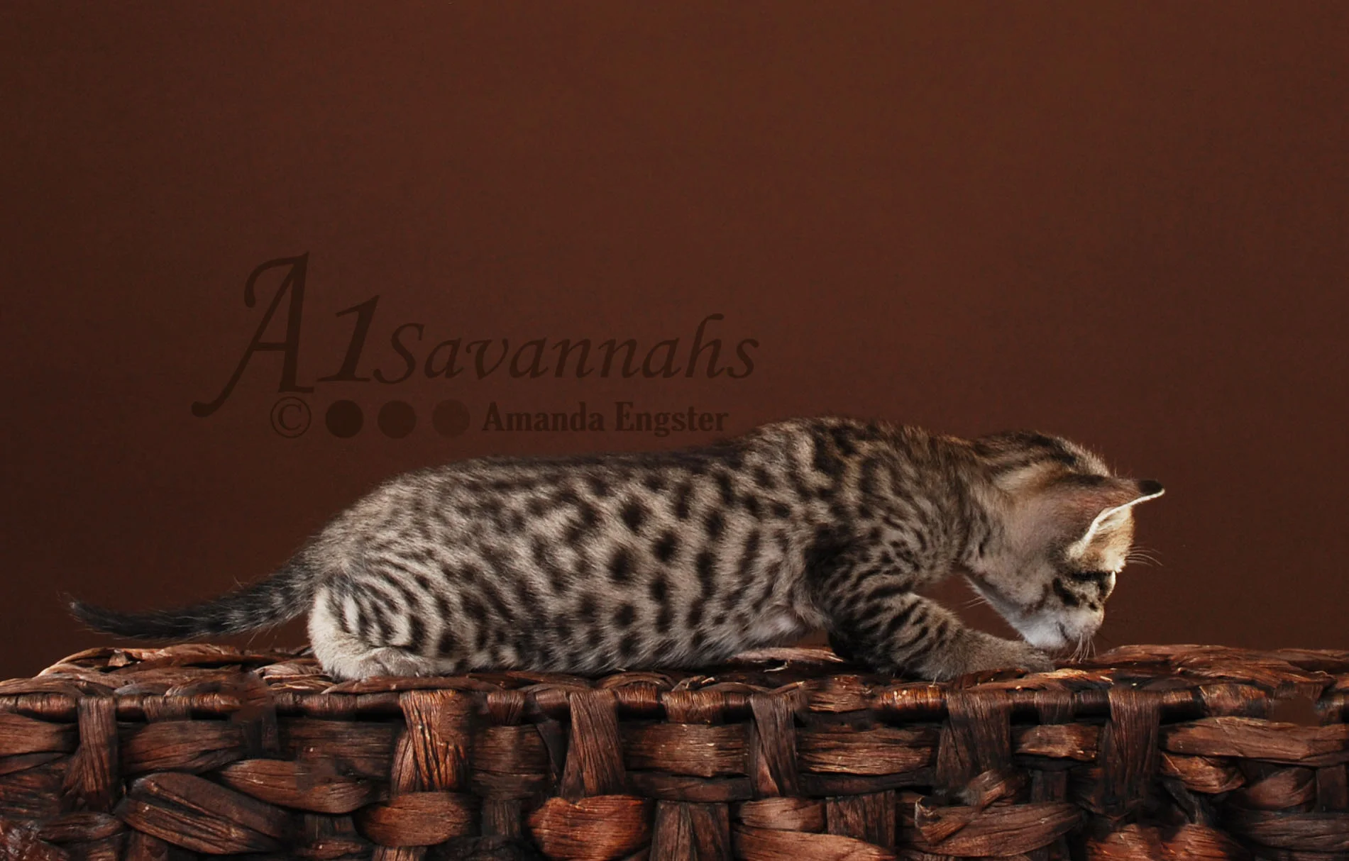 A1Savannahs Cabi F5 Female Savannah Kitten