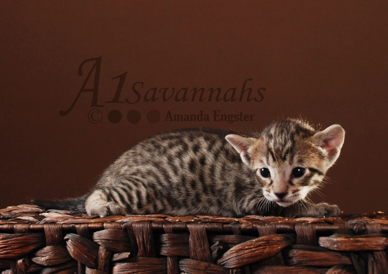 A1Savannahs Cabi F5 Female Savannah Kitten