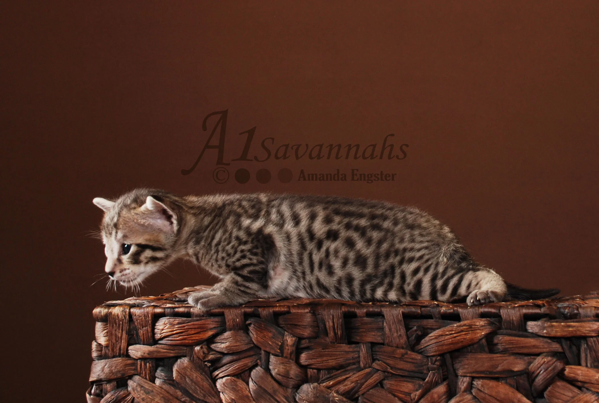 A1Savannahs Cabi F5 Female Savannah Kitten