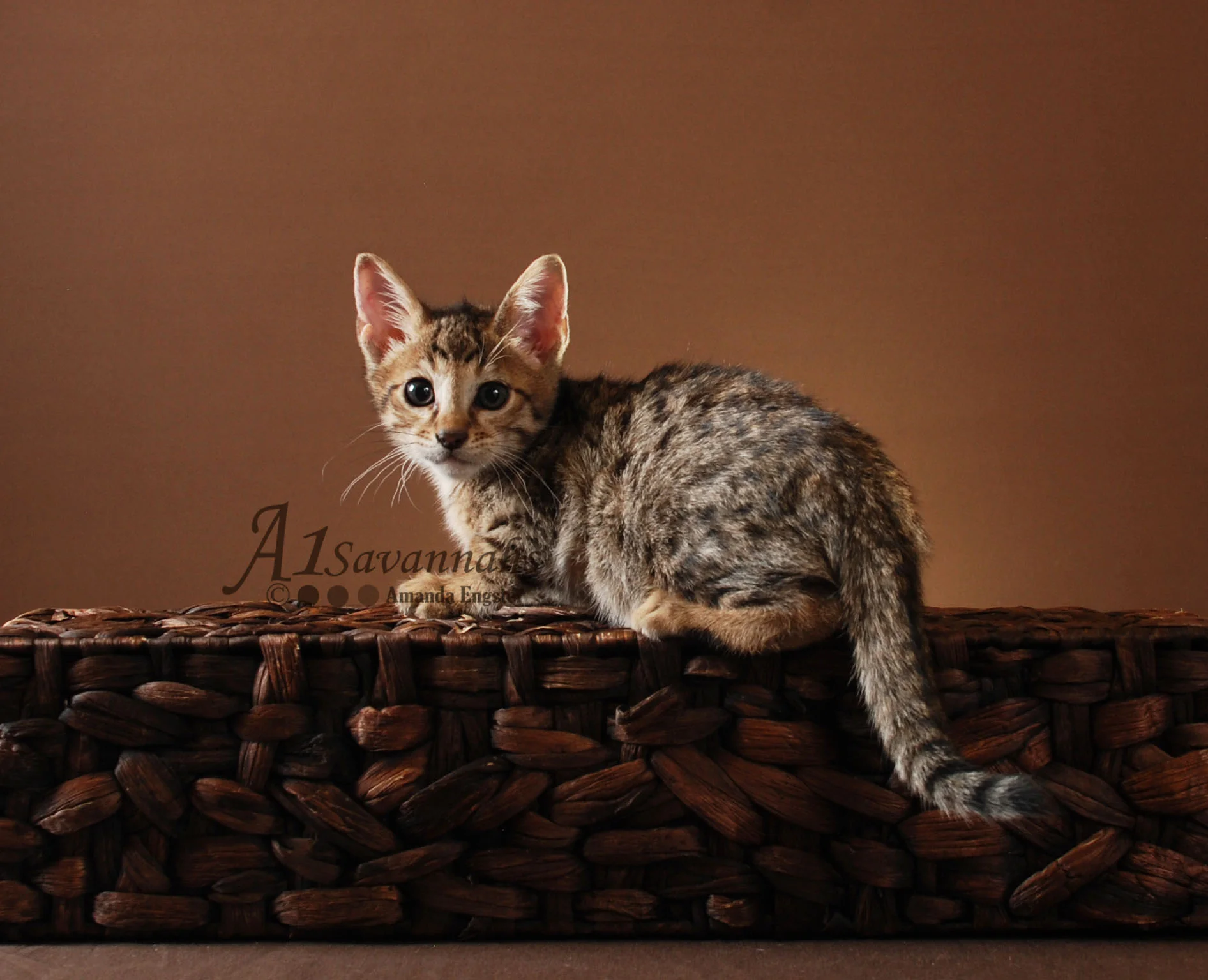 A1Savannahs Cabi F5 Female Savannah Kitten