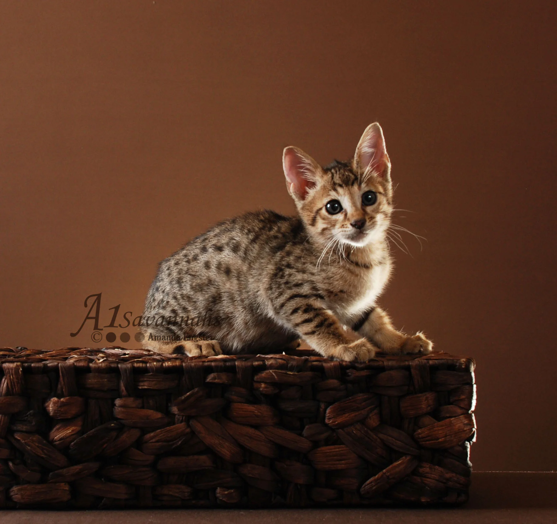 A1Savannahs Cabi F5 Female Savannah Kitten
