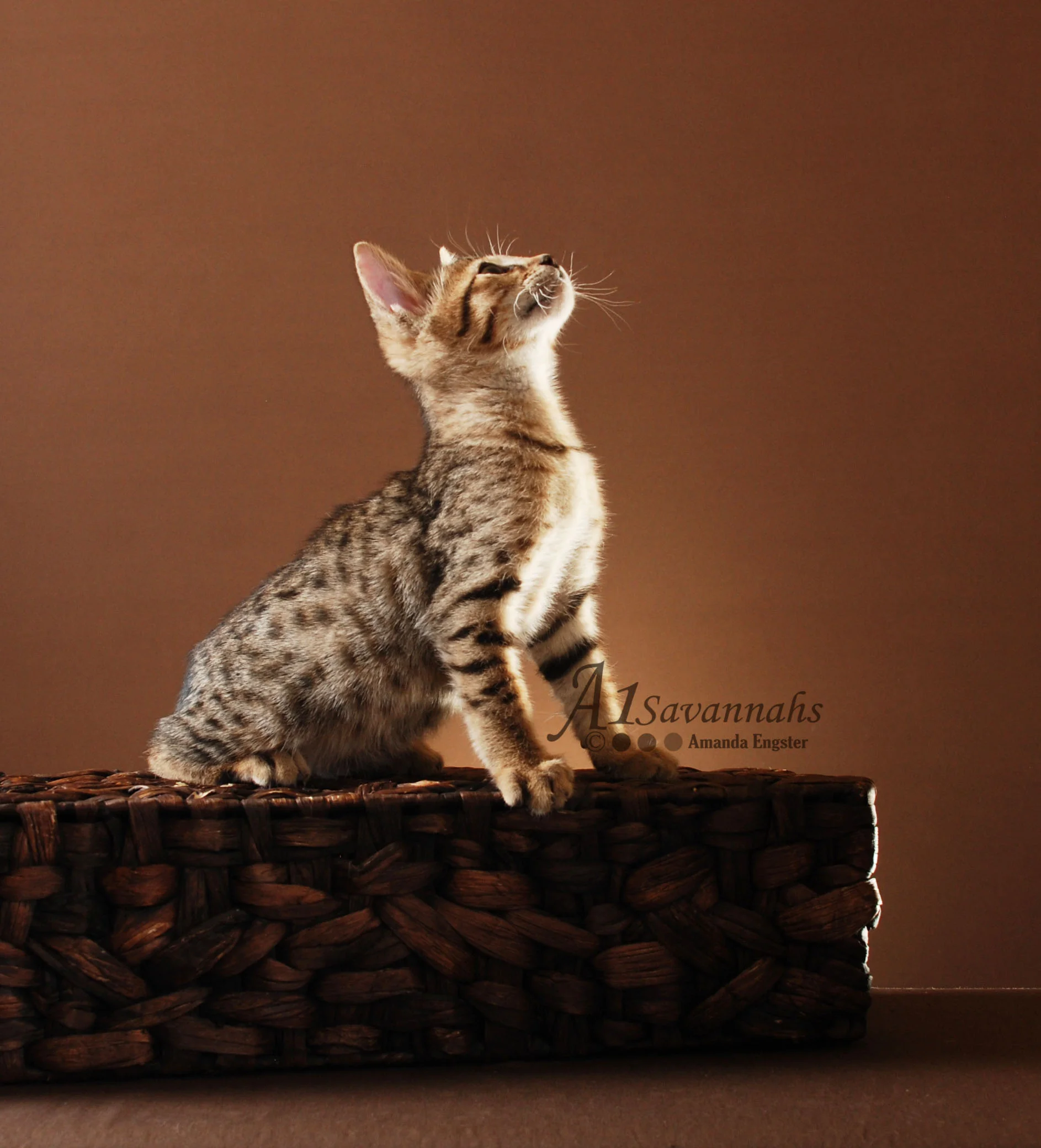 A1Savannahs Cabi F5 Female Savannah Kitten