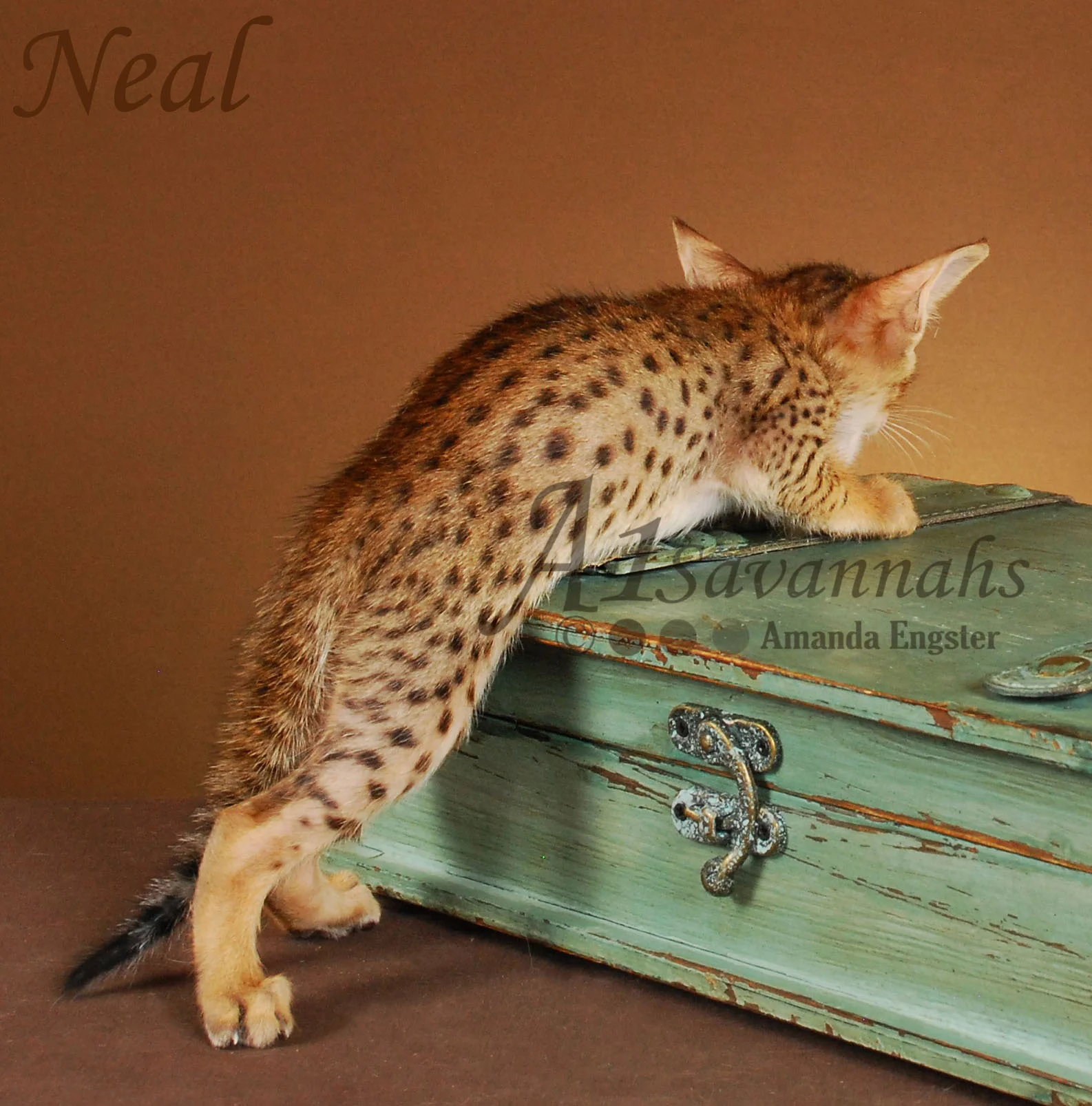 A1Savannahs Neal SBT Male Savannah KittenA1Savannahs Neal SBT Male Savannah Kitten