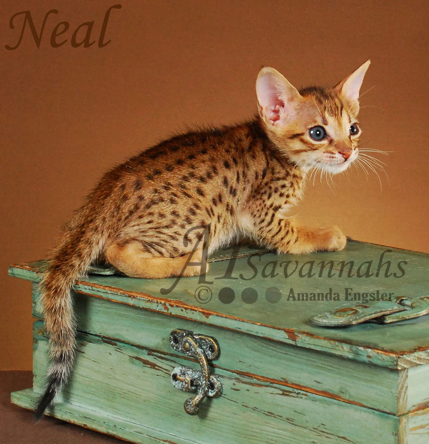 A1Savannahs Neal SBT Male Savannah Kitten
