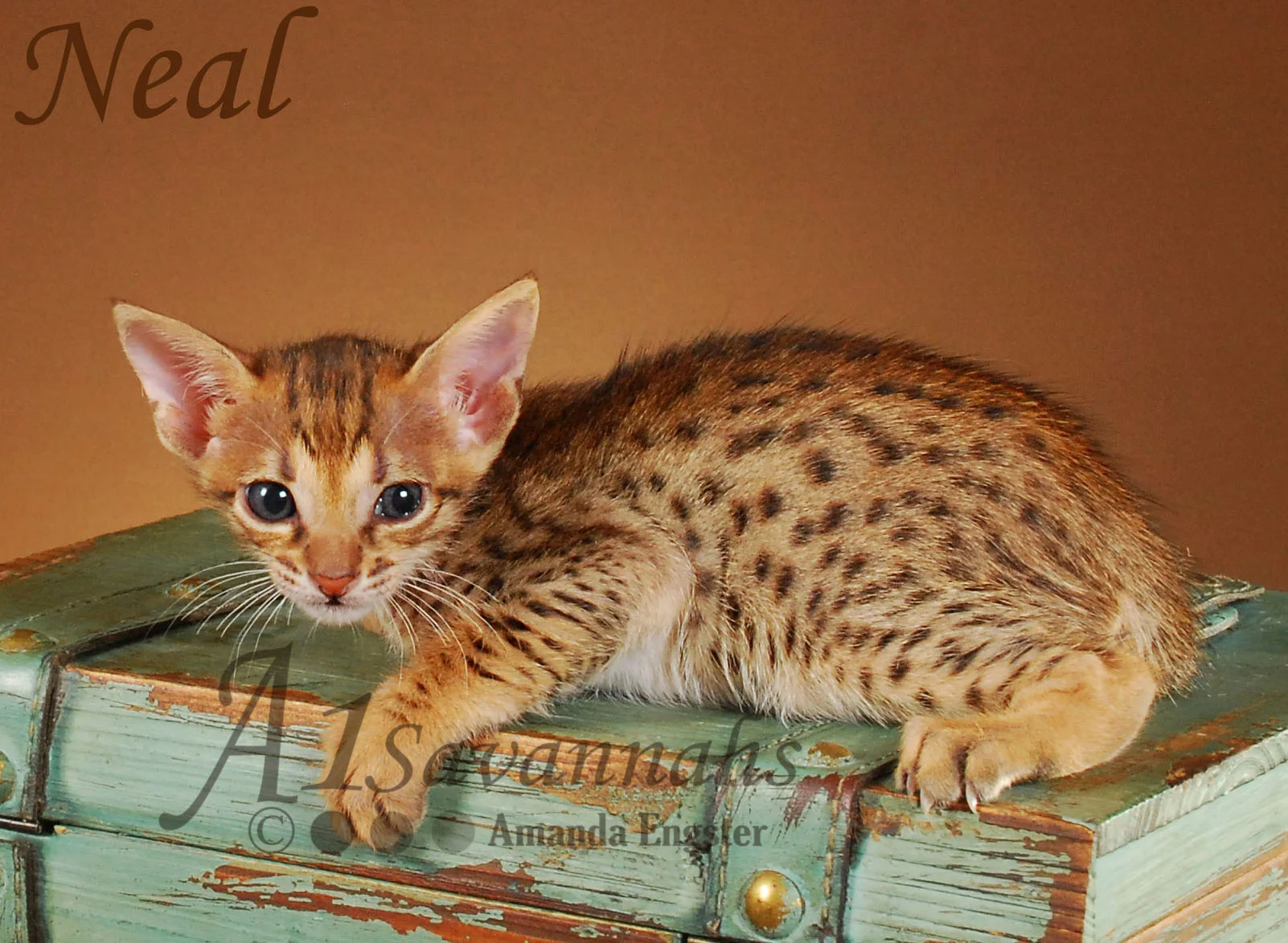 A1Savannahs Neal SBT Male Savannah Kitten