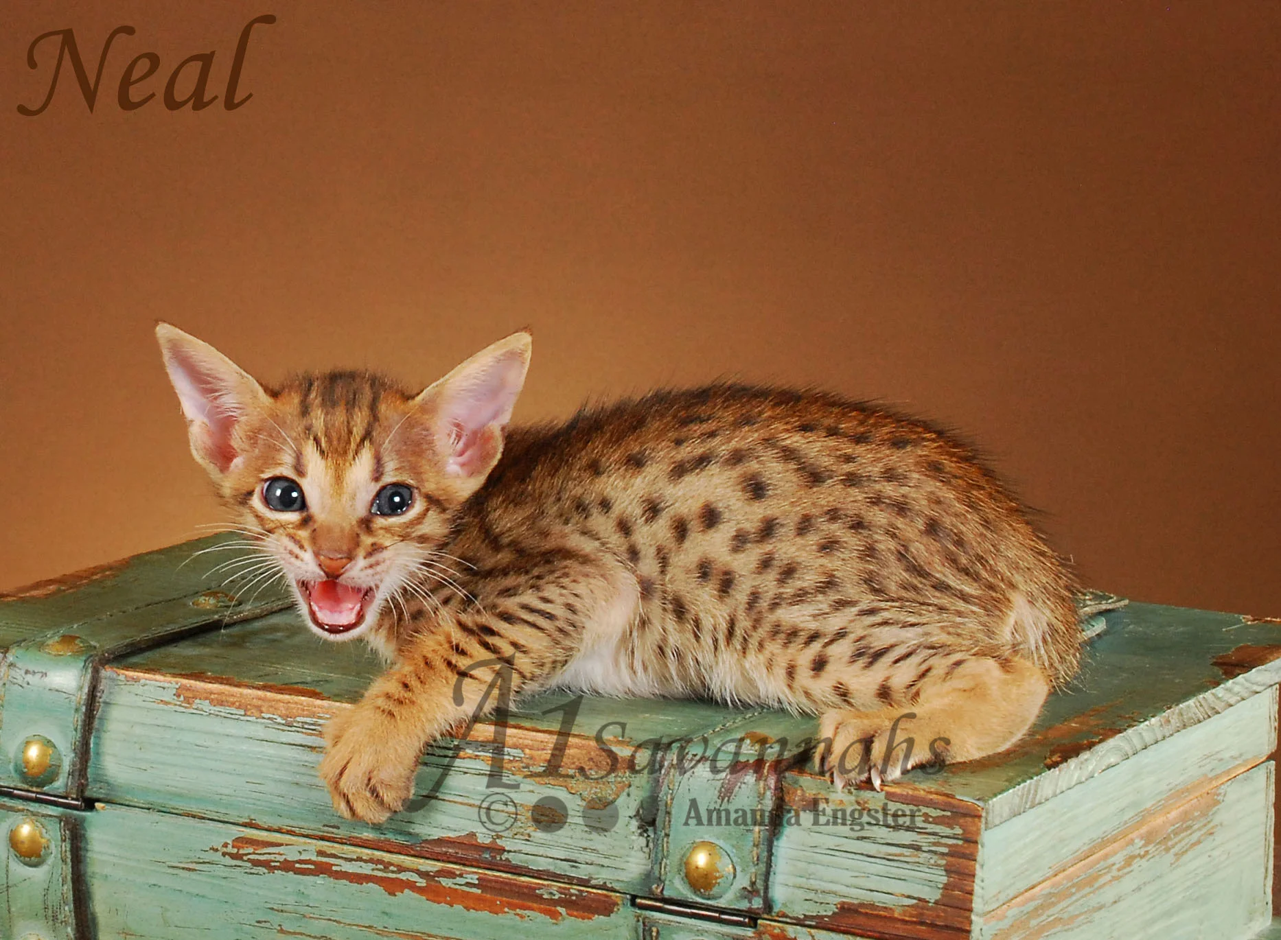 A1Savannahs Neal SBT Male Savannah Kitten
