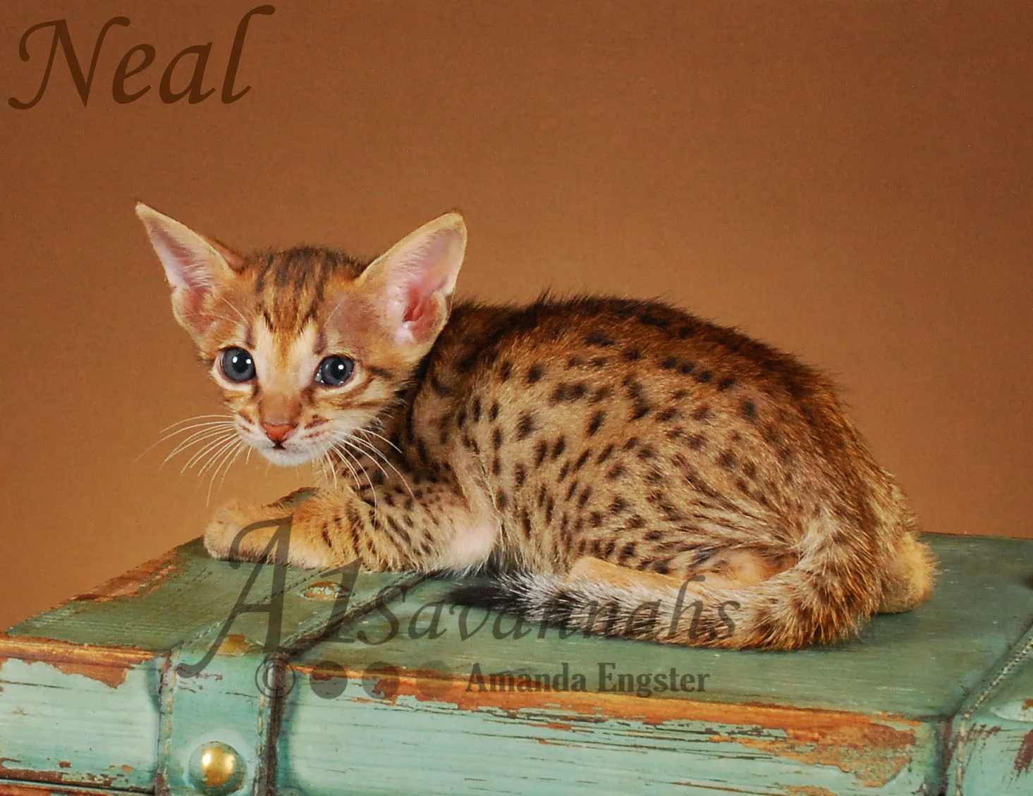 A1Savannahs Neal SBT Male Savannah Kitten