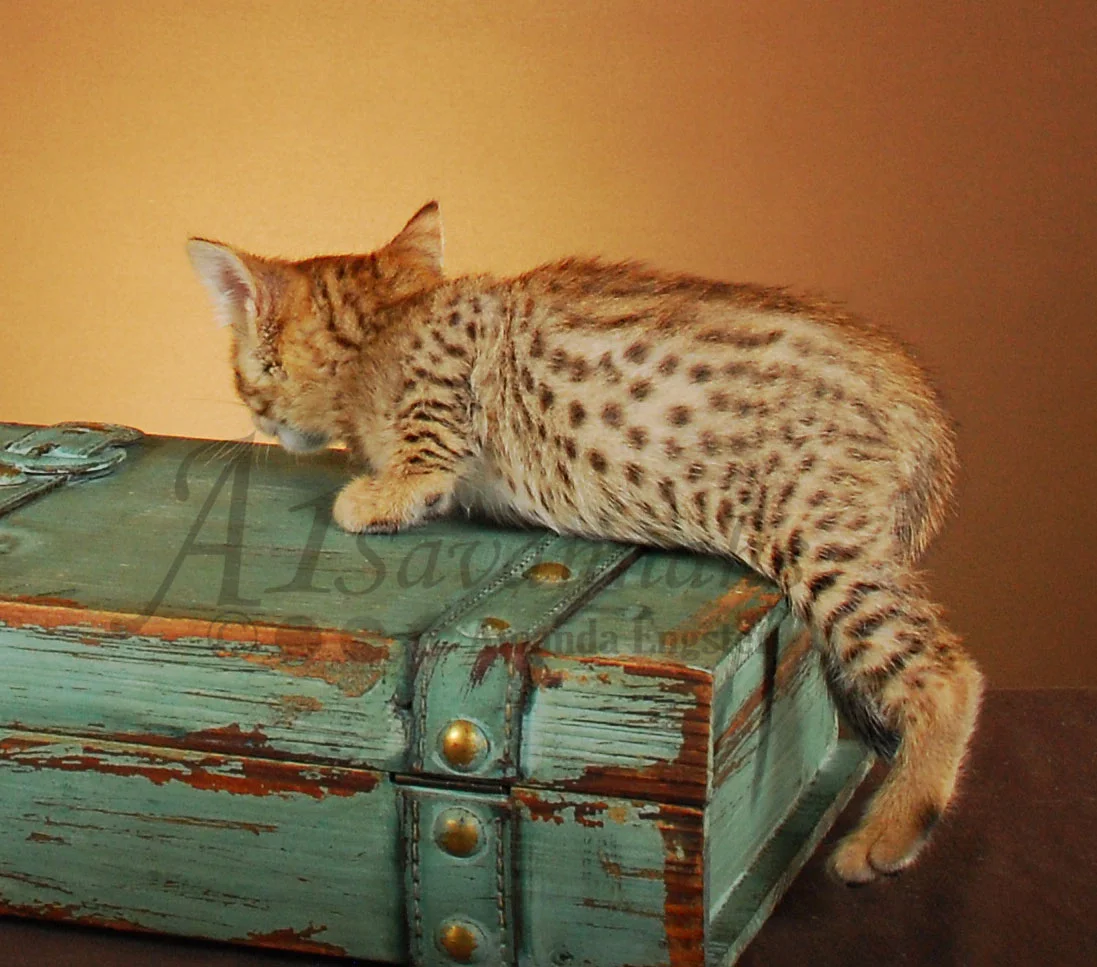 A1Savannahs Paris F4 Female Savannah Kitten