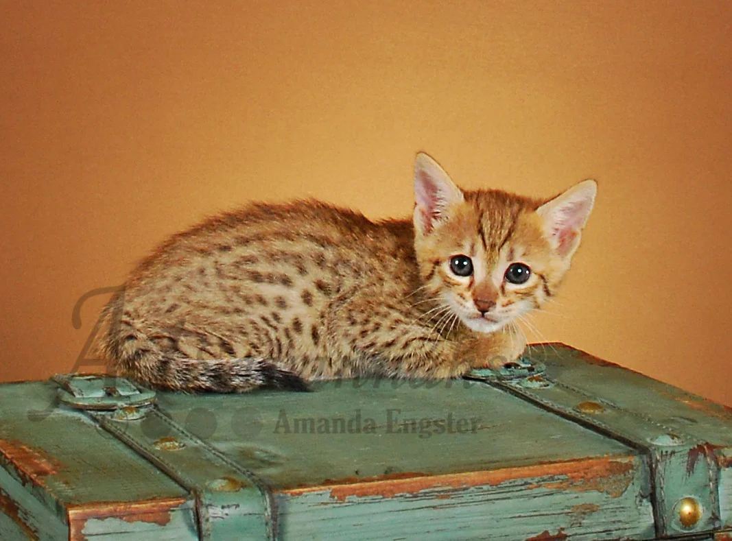 A1Savannahs Paris F4 Female Savannah Kitten