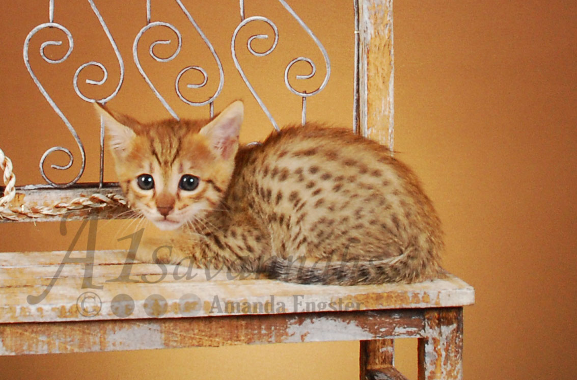 A1Savannahs Paris F4 Female Savannah Kitten