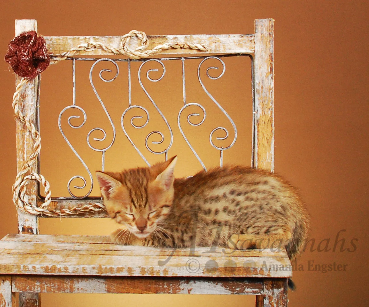 A1Savannahs Paris F4 Female Savannah Kitten