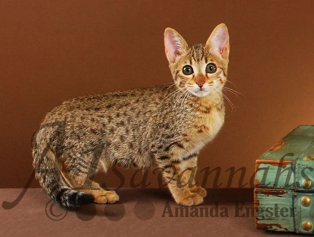 A1Savannahs Paris F4 Female Savannah Kitten