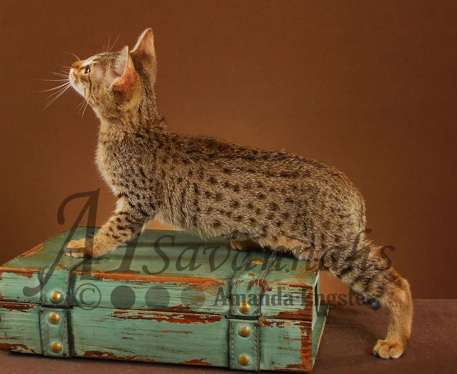 A1Savannahs Paris F4 Female Savannah Kitten