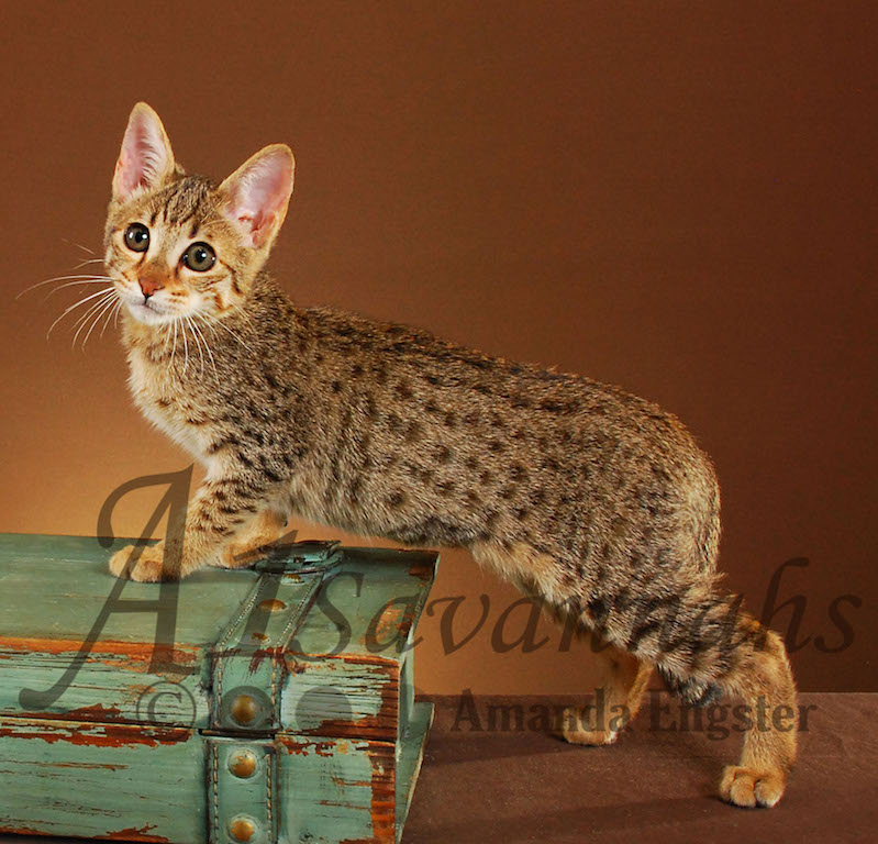 A1Savannahs Paris F4 Female Savannah Kitten
