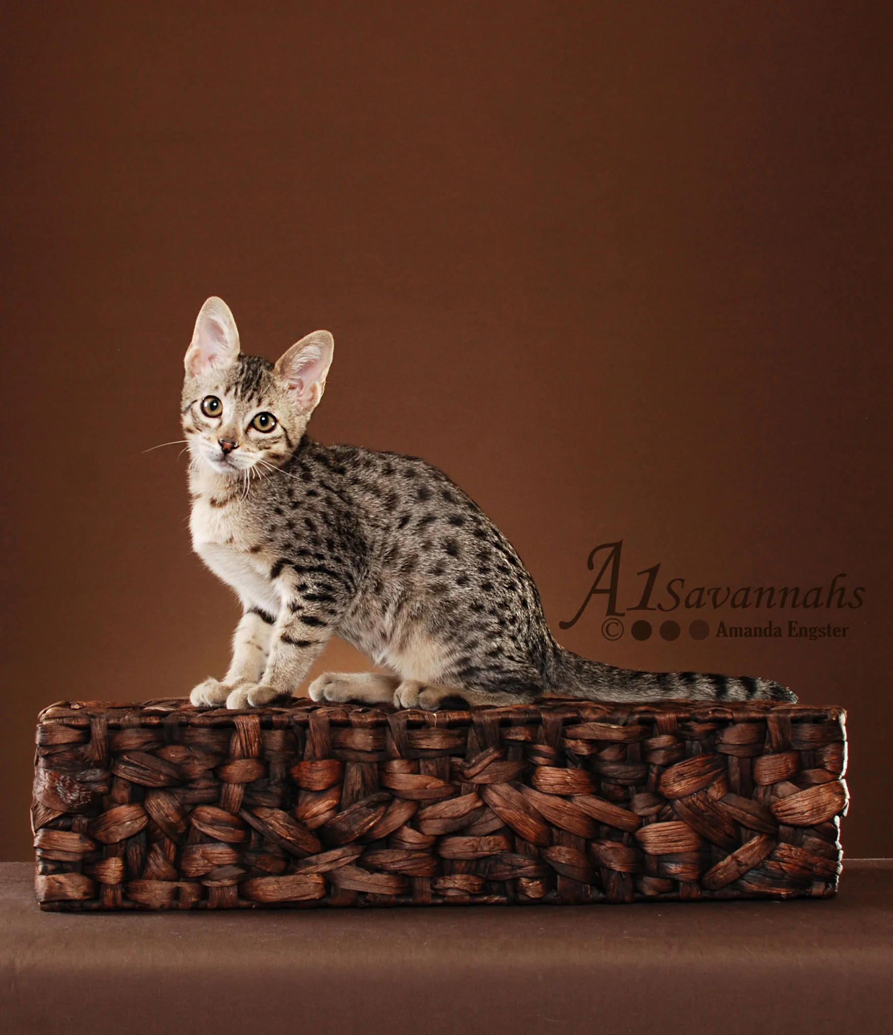 A1Savannahs Belle SBT Female Savannah Kitten