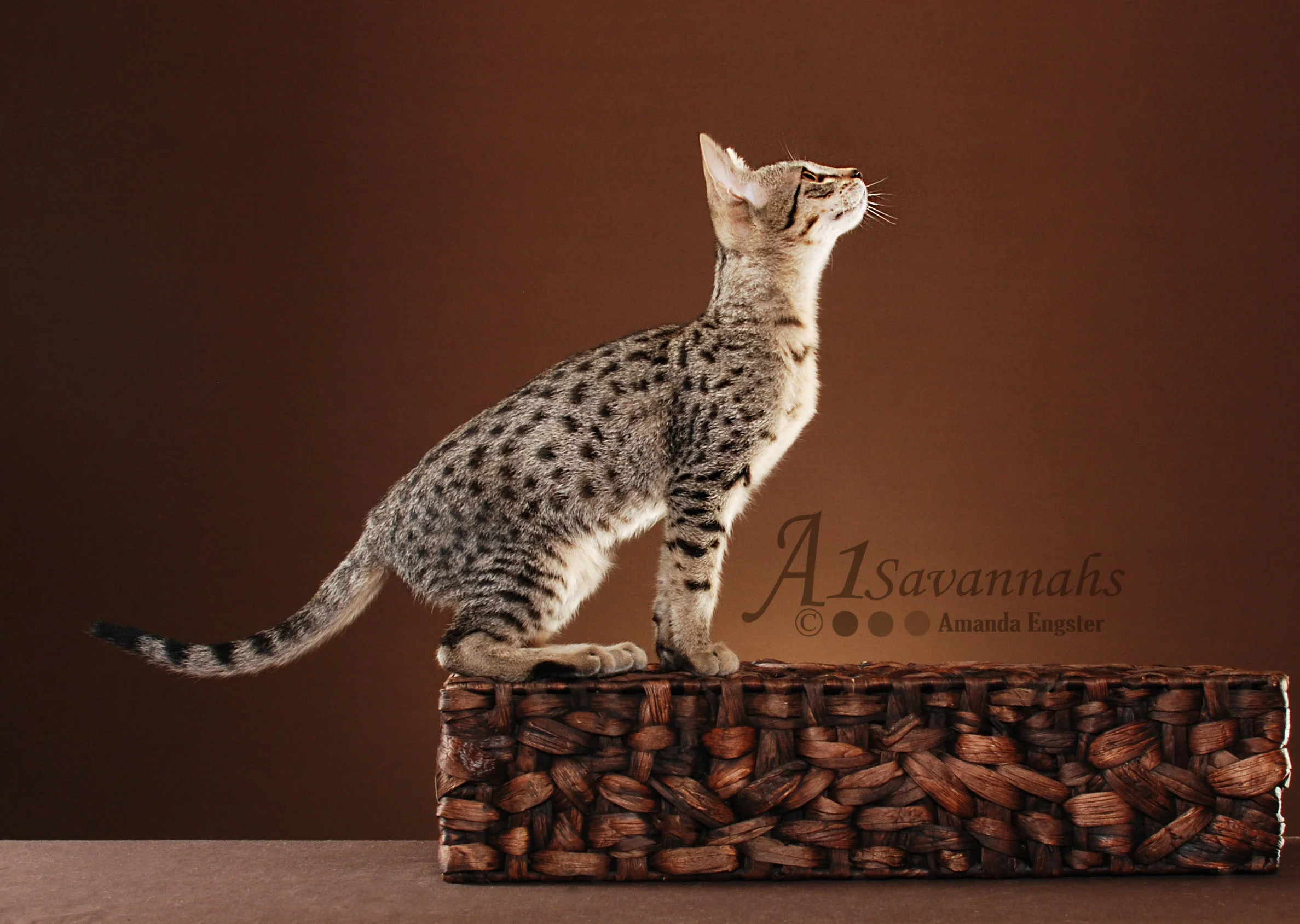 A1Savannahs Belle SBT Female Savannah Kitten