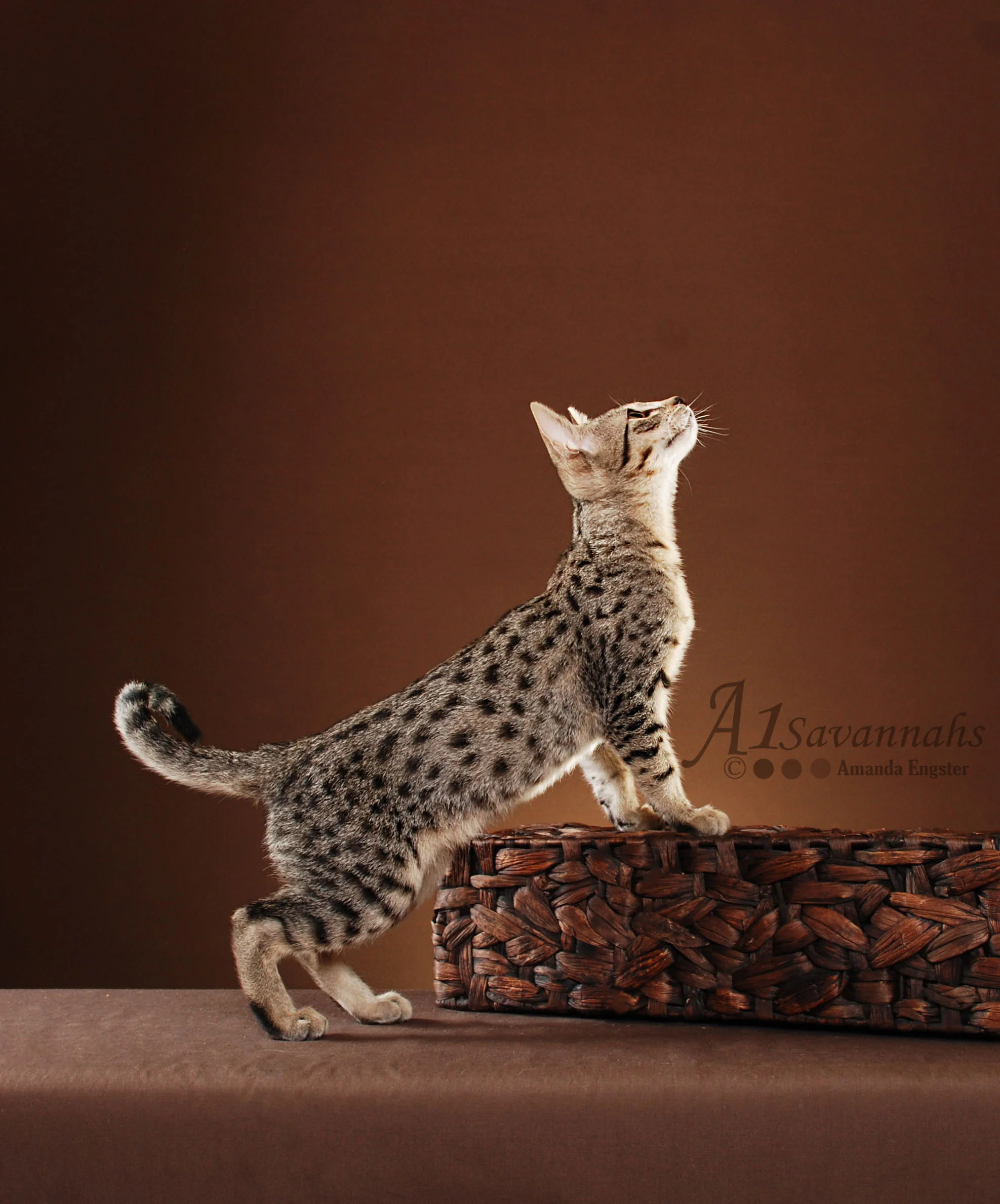 A1Savannahs Belle SBT Female Savannah Kitten