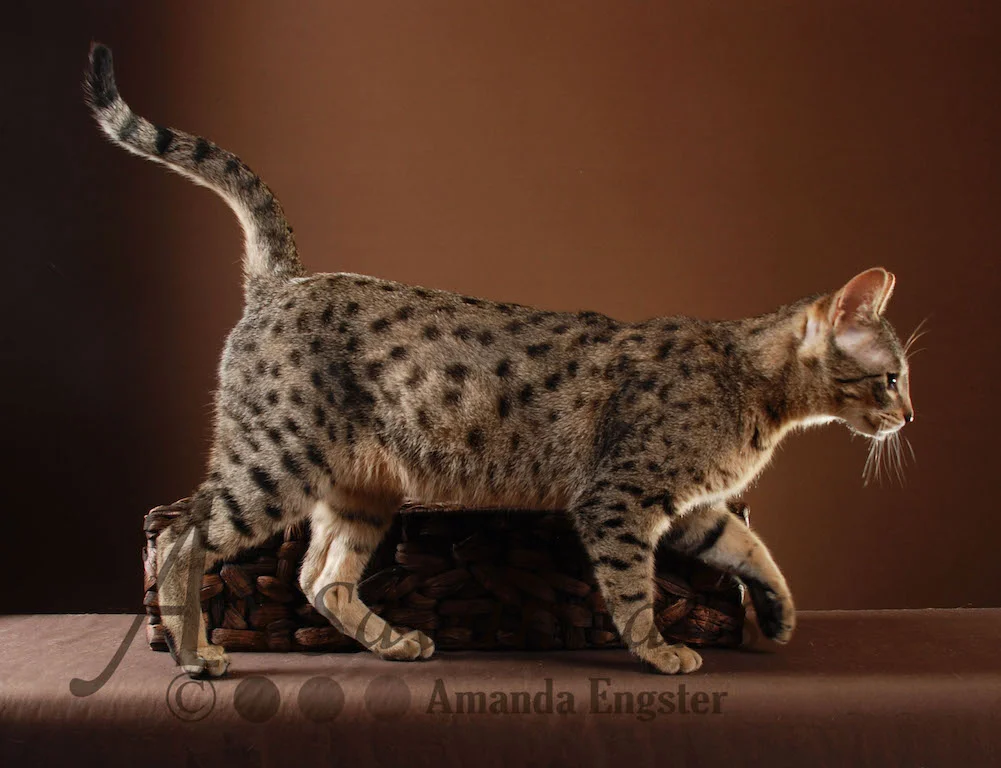 A1Savannahs Belle SBT Female Savannah Kitten