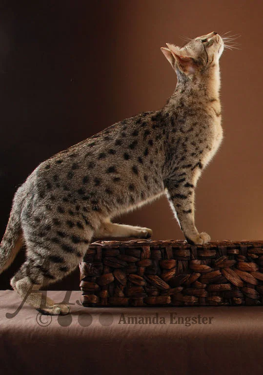 A1Savannahs Belle SBT Female Savannah Kitten