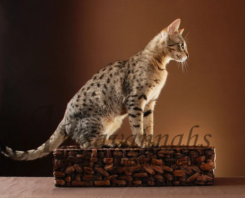 A1Savannahs Belle SBT Female Savannah Kitten