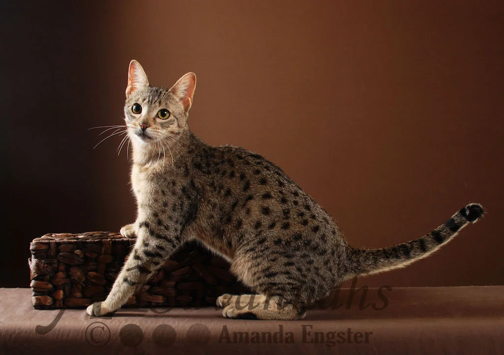 A1Savannahs Belle SBT Female Savannah Kitten