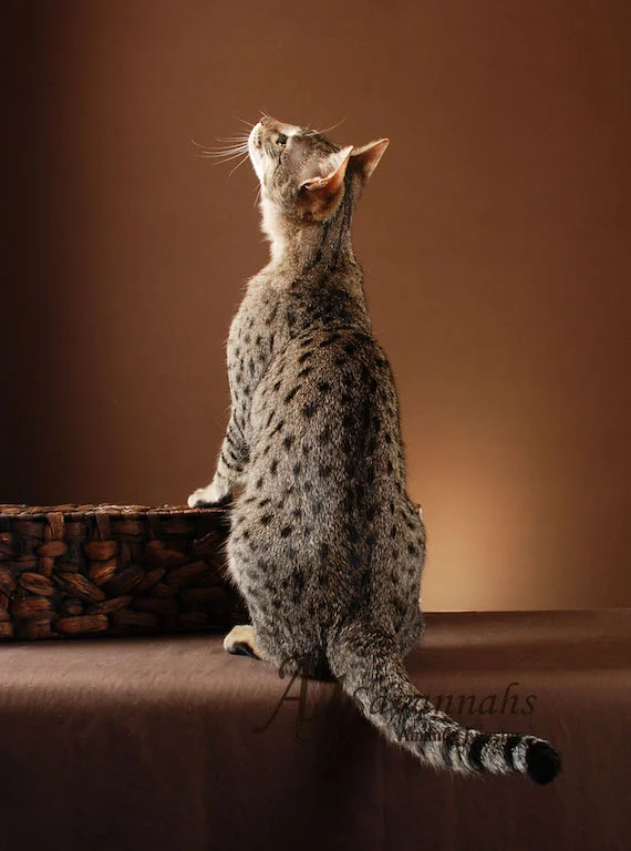 A1Savannahs Belle SBT Female Savannah Kitten
