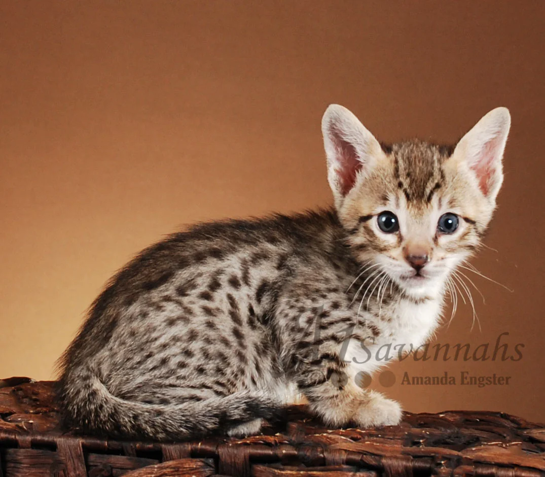 A1Savannahs Easton F5 Male Savannah Kitten